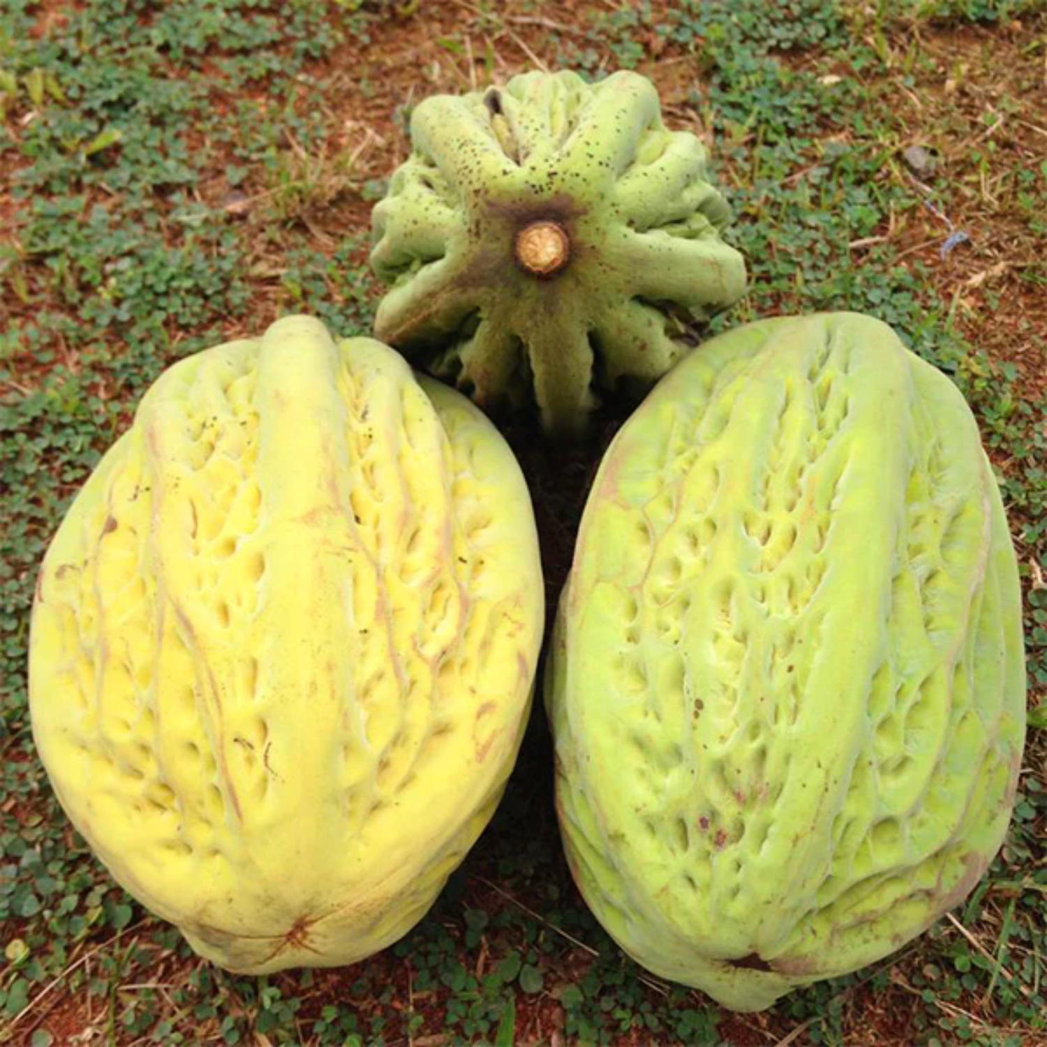 Mocambo Fruit (White Cacao) (Theobroma Bicolor) Seedling Fruit Plant (Home & Garden Plants)