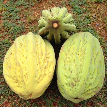 Mocambo Fruit (White Cacao) (Theobroma Bicolor) Seedling Fruit