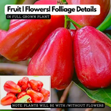 UmmerChampa (Syzygium samarangense)Live Plant (Home & Garden)