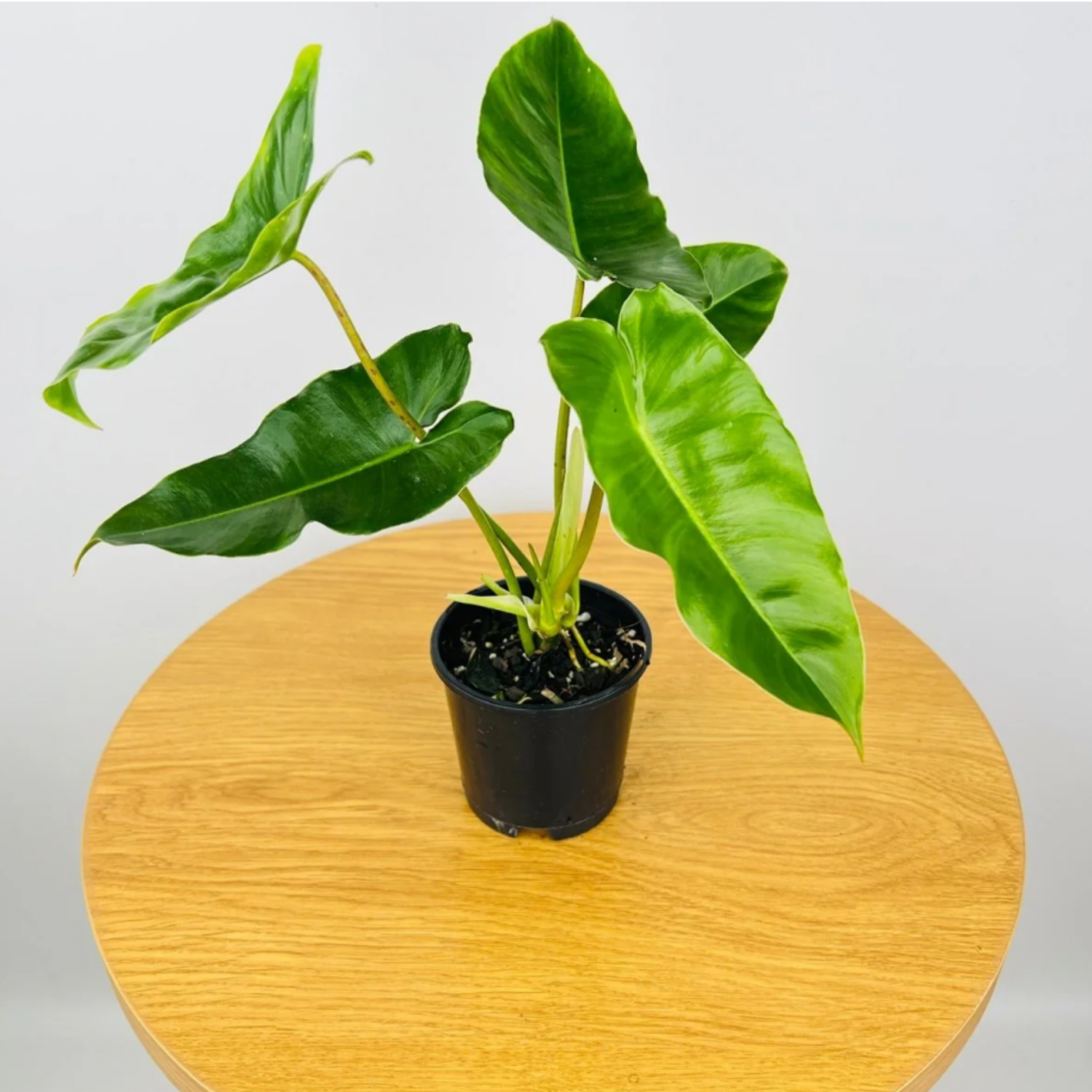 Philodendron burle-marxii Live Plant with Hanging For(Home & Graden)