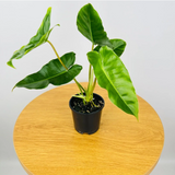 Philodendron burle-marxii Live Plant with Hanging For(Home & Graden)