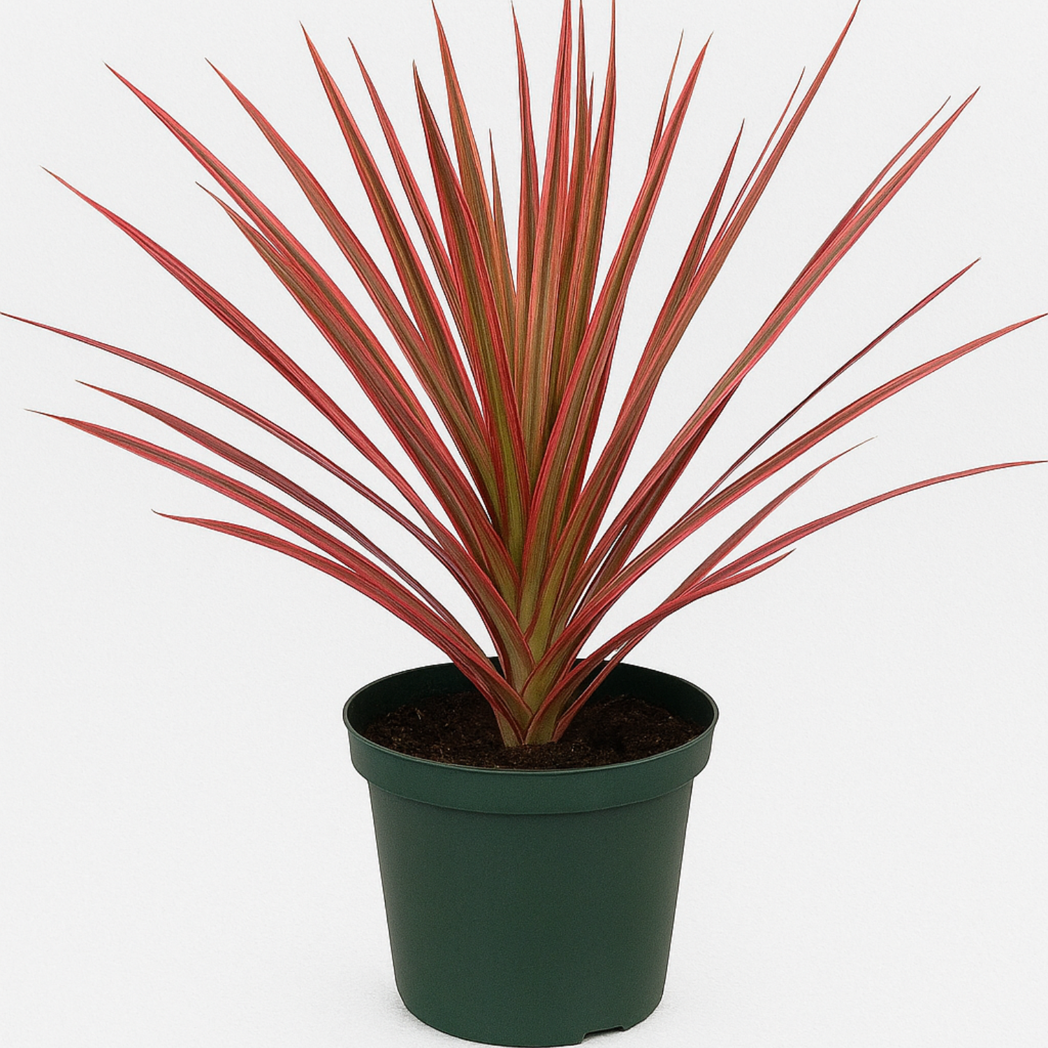 Dracaena Colorama( Dracaena marginata) Live Plant (Home & Garden)