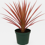Dracaena Colorama( Dracaena marginata) Live Plant (Home & Garden)