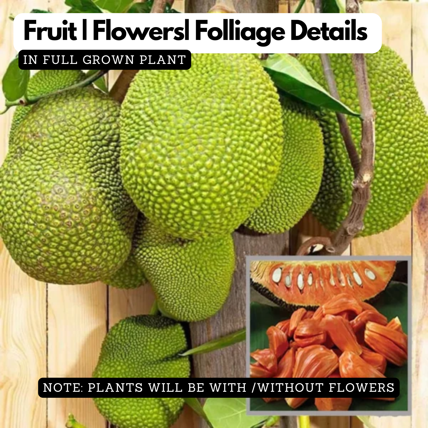 Sindoor Jackfruit Grafted Live Plant (Home & Garden)