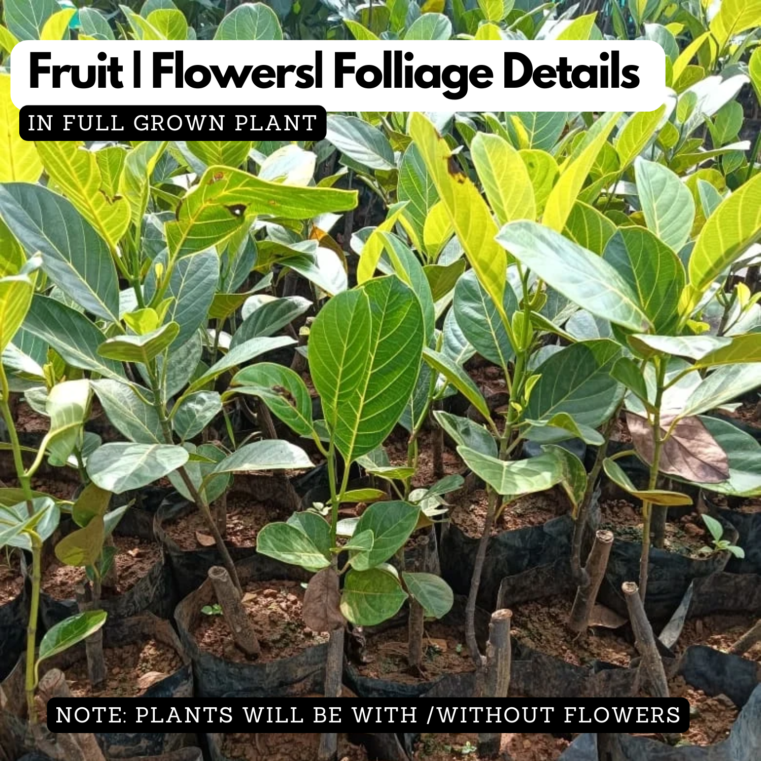 Singapore Varikka Jackfruit (Artocarpus heterophyllus) Fruit Live Plant (Home & Garden)