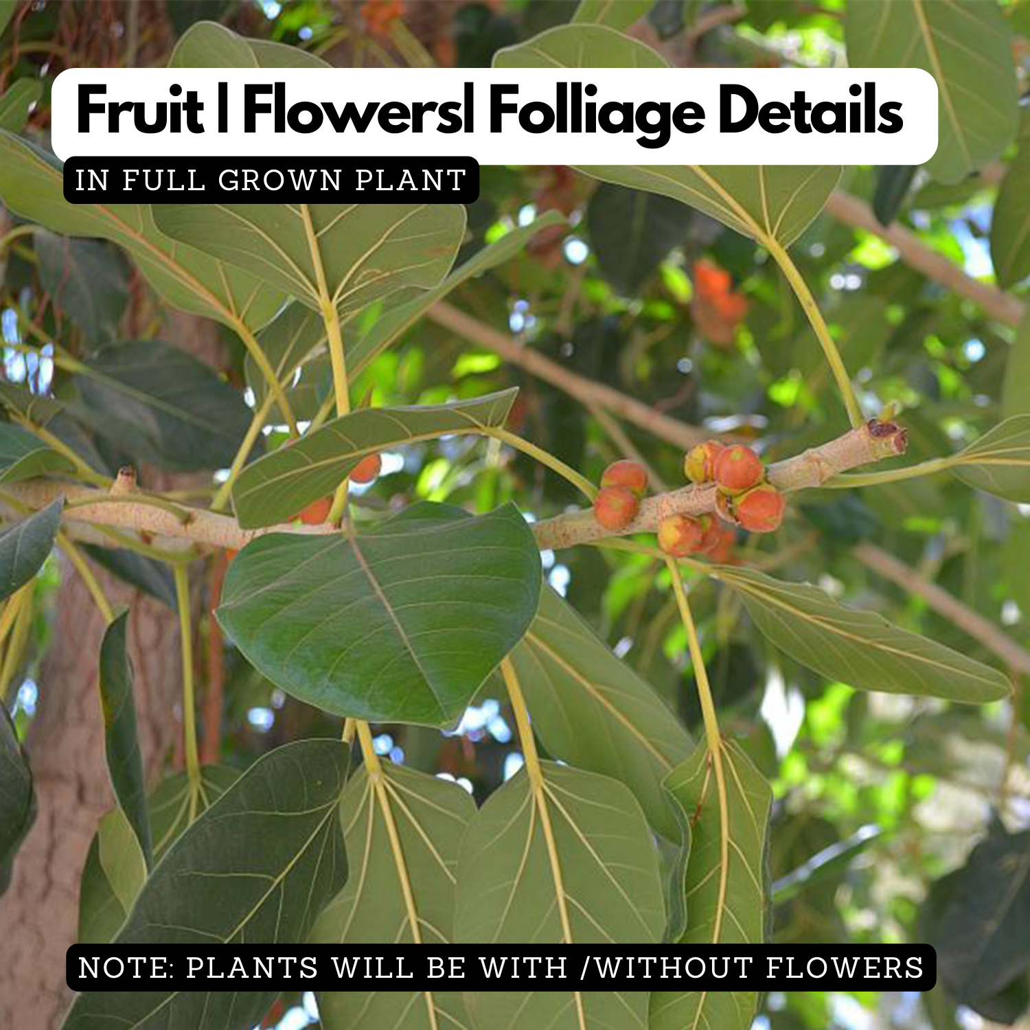 Peral / Banyan Tree (Ficus Benghalensis) Live plant (Home & Garden)