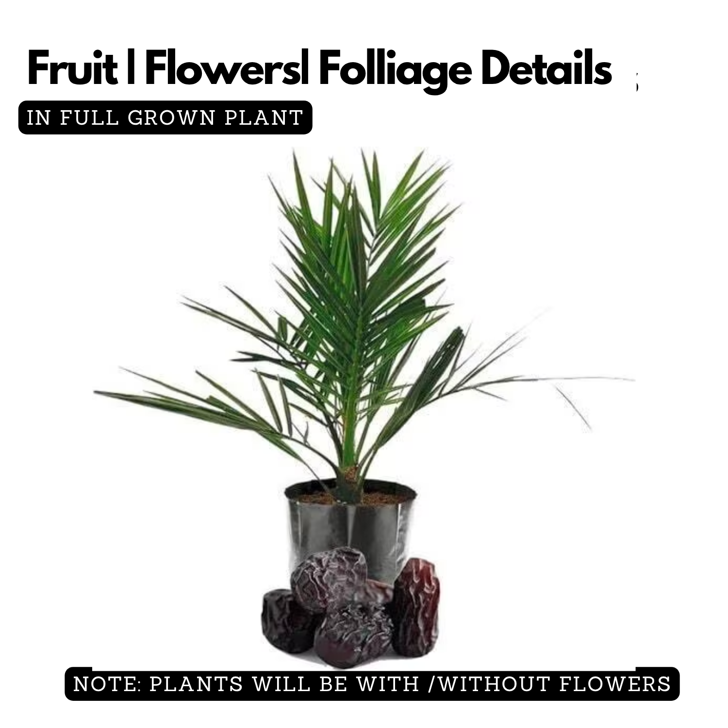 Dates Palm(Phoenix dactylifera) Live Plant (Home & Garden)