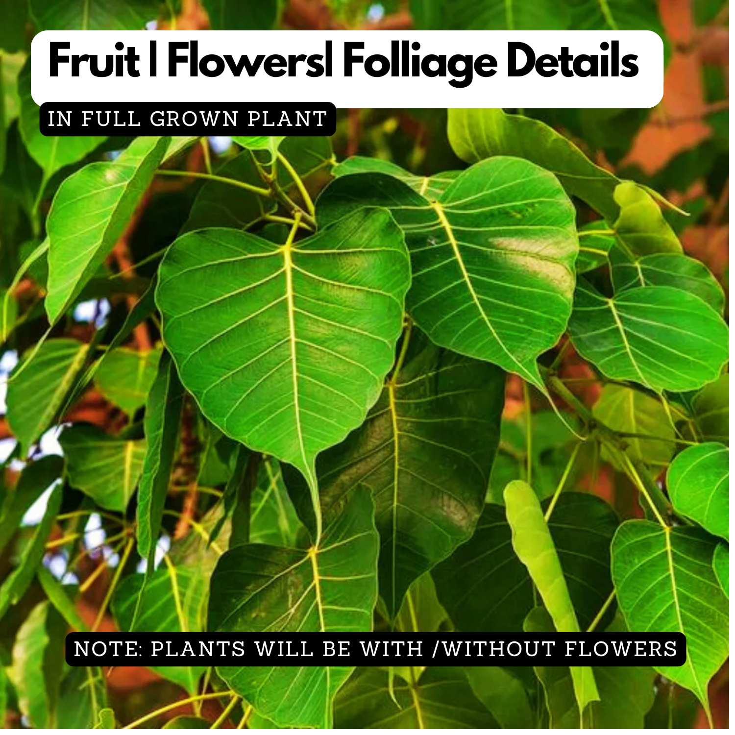 Peepal Tree(Ficus Religiosa)Live Plant (Home & Garden)