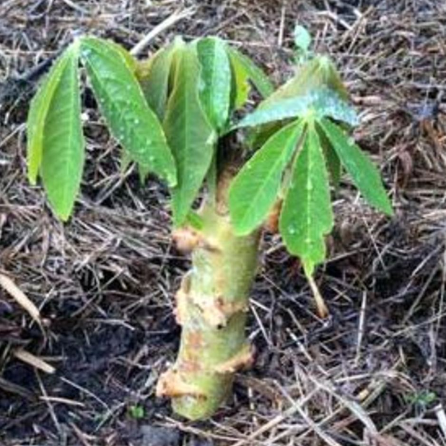 Tapioca Stem Cuttings Live Plant (Home & Garden)