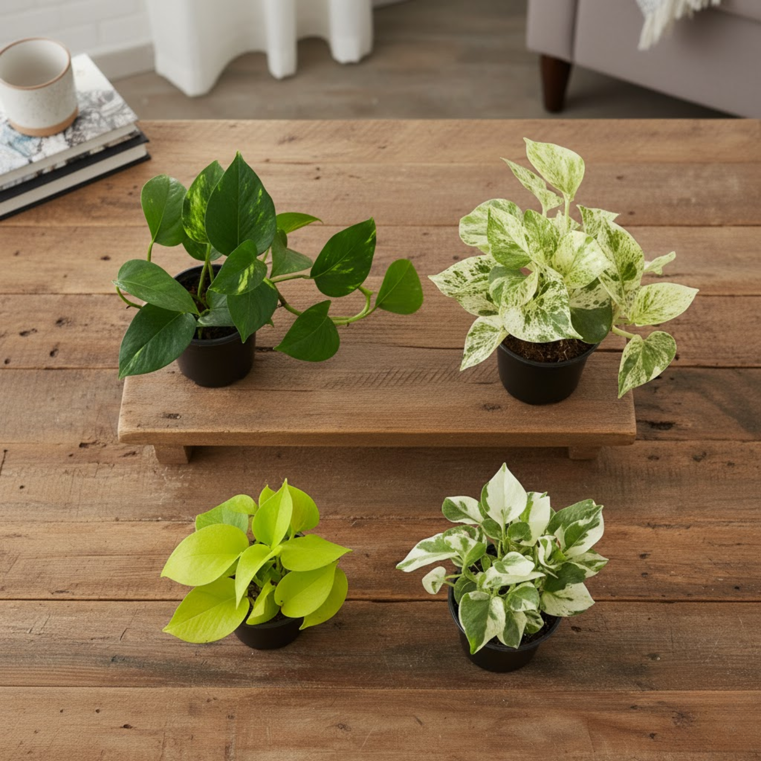Money Plant Combo Set of 4 [Golden, Green, Marble Queen, N’Joy Pothos] Indoor Air-Purifying Live Plants for Home & Office Décor