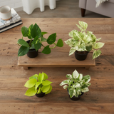 Money Plant Combo Set of 4 [Golden, Green, Marble Queen, N’Joy Pothos] Indoor Air-Purifying Live Plants for Home & Office Décor