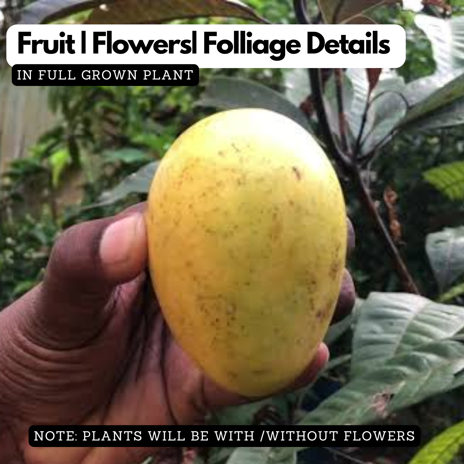 Kelani Selection Mango Live Plant | Exotic Mango Fruit Tree | Live Plant (Home & Garden)