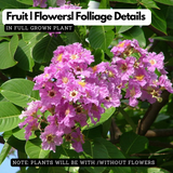 Lagerstroemia Purple / Crape Myrtle Purple ( Avenue Trees) Live Plant (Home & Garden)
