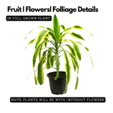 Dracaena Massangeana(Cornstalk Dracaena Variegated)Live Plant (Home & Garden)