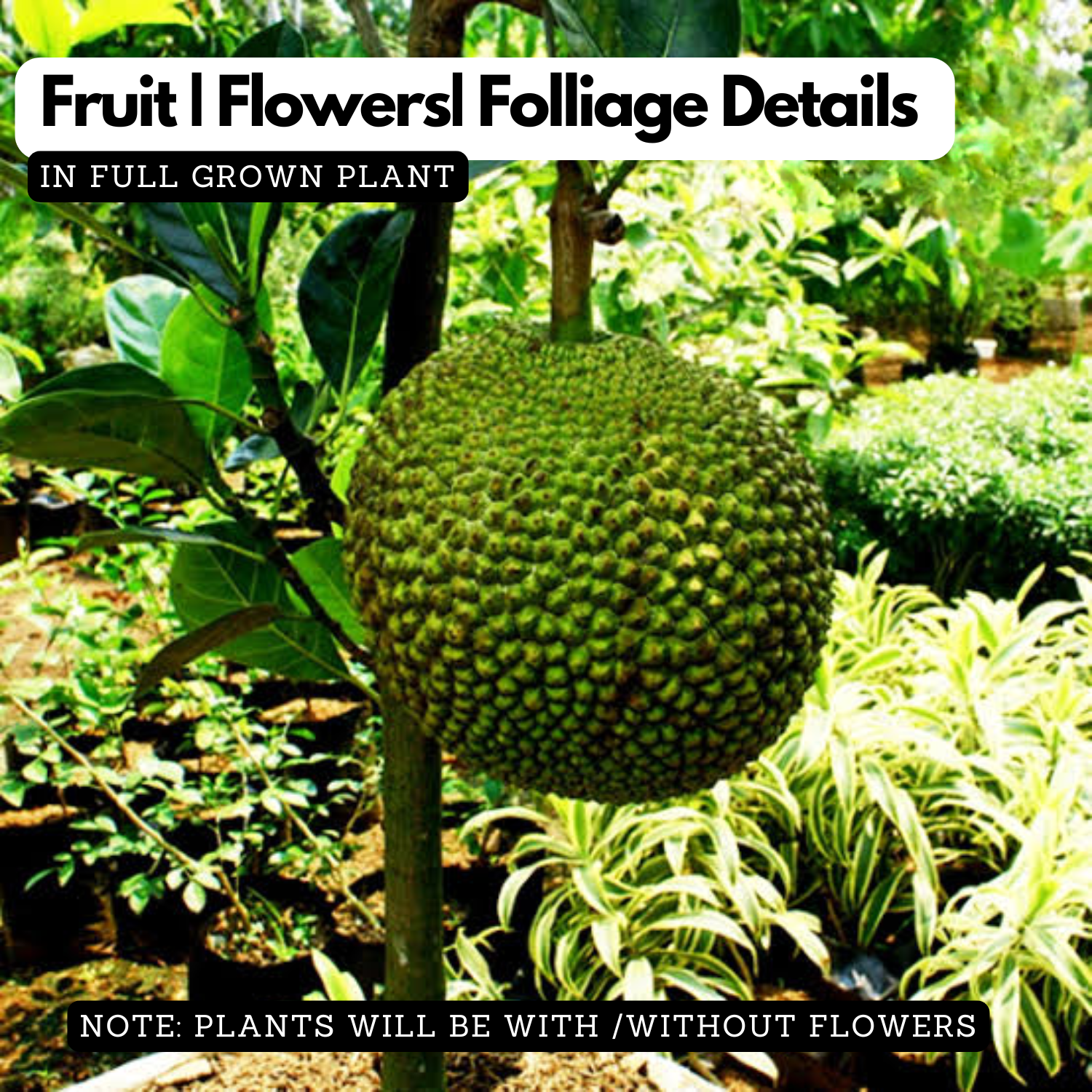 Thamara Chakka / Mini Jackfruit Variety (Artocarpus heterophyllus) Fruit Live Plant (Home & Garden)