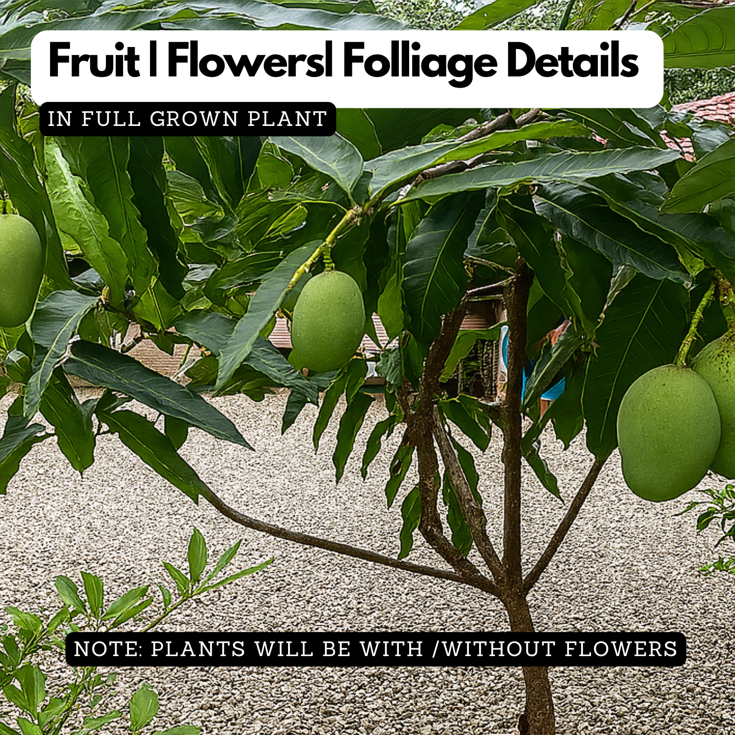 Kalluketty Mango  (Grafted) (Mangifera indica) Fruit Live Plant (Home & Garden)