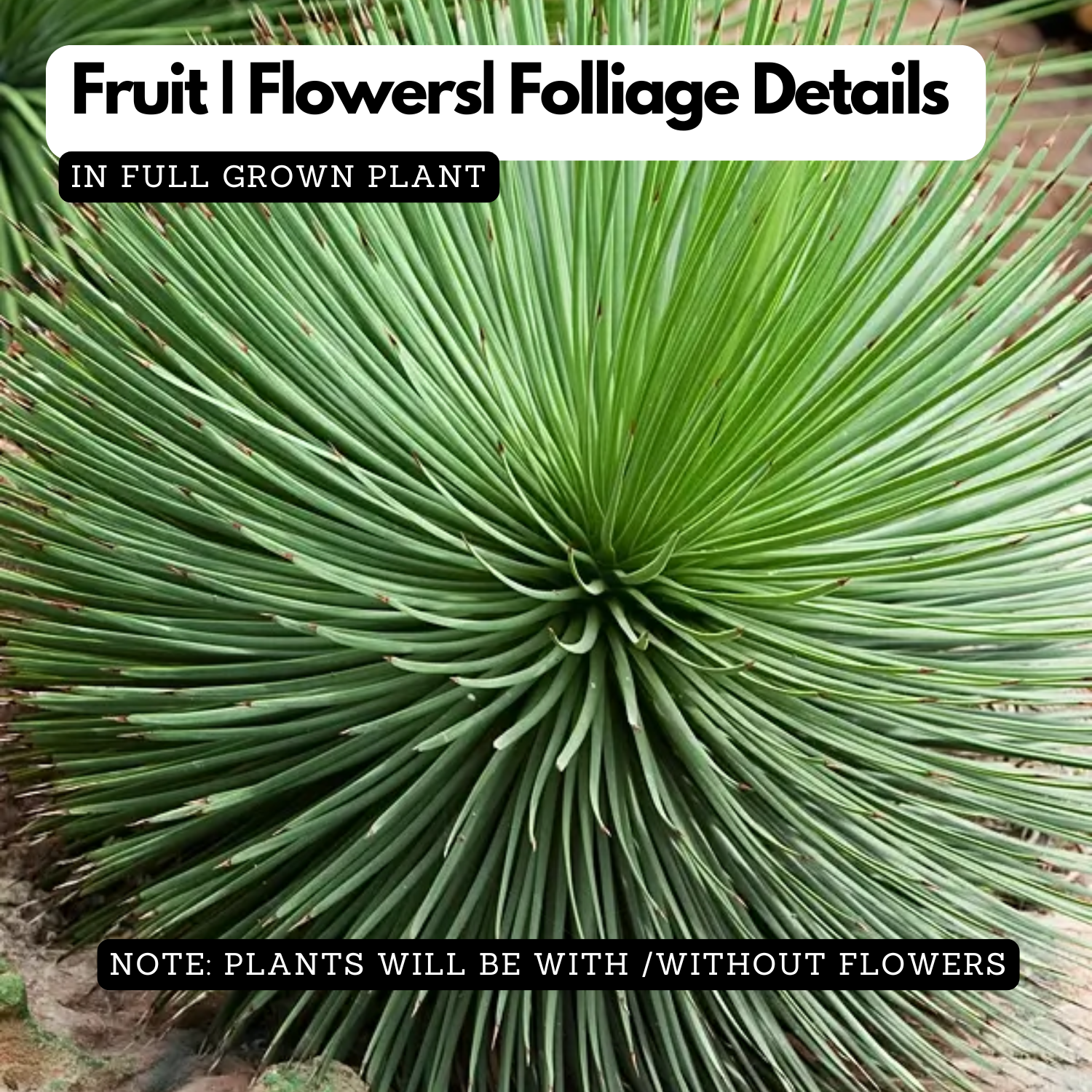 Agave Geminiflora Plant(Twin-flowered Agave)Live Plant (Home & Garden)