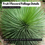 Agave Geminiflora Plant(Twin-flowered Agave)Live Plant (Home & Garden)