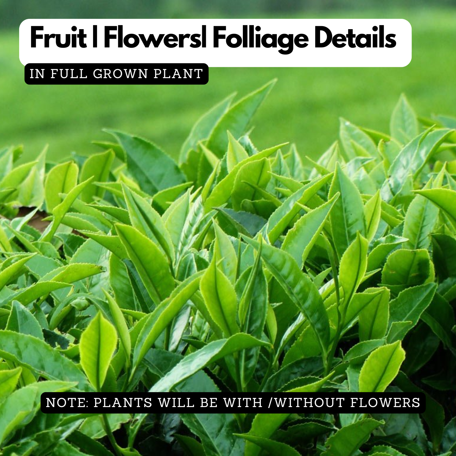Tea Plant(Camellia Sinensis)Live Plant (Home & Garden Plants)