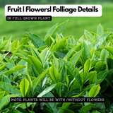 Tea Plant(Camellia Sinensis)Live Plant (Home & Garden Plants)