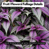 Peacock Plant, Persian Shield - Strobilanthes Dyerianus Live Plant (Home & Garden)