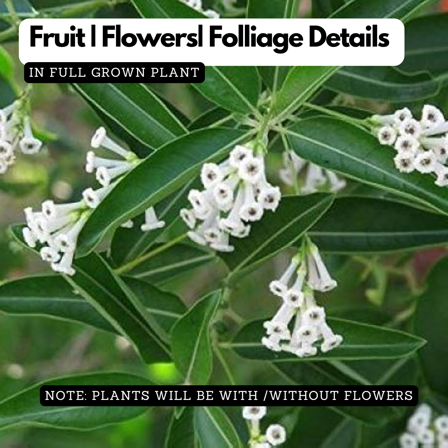 Din Ka Raja Plant - Cestrum Diurnum, Day Blooming Jasmine Live Plant (Home & Garden)
