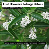 Din Ka Raja Plant - Cestrum Diurnum, Day Blooming Jasmine Live Plant (Home & Garden)