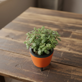 Jade Plant (Crassula ovata) in Lagos 13 cm Pot | Indoor Succulent | Good Luck & Air Purifying Live Plant for Home & Office Décor (Pot Colour May Vary)