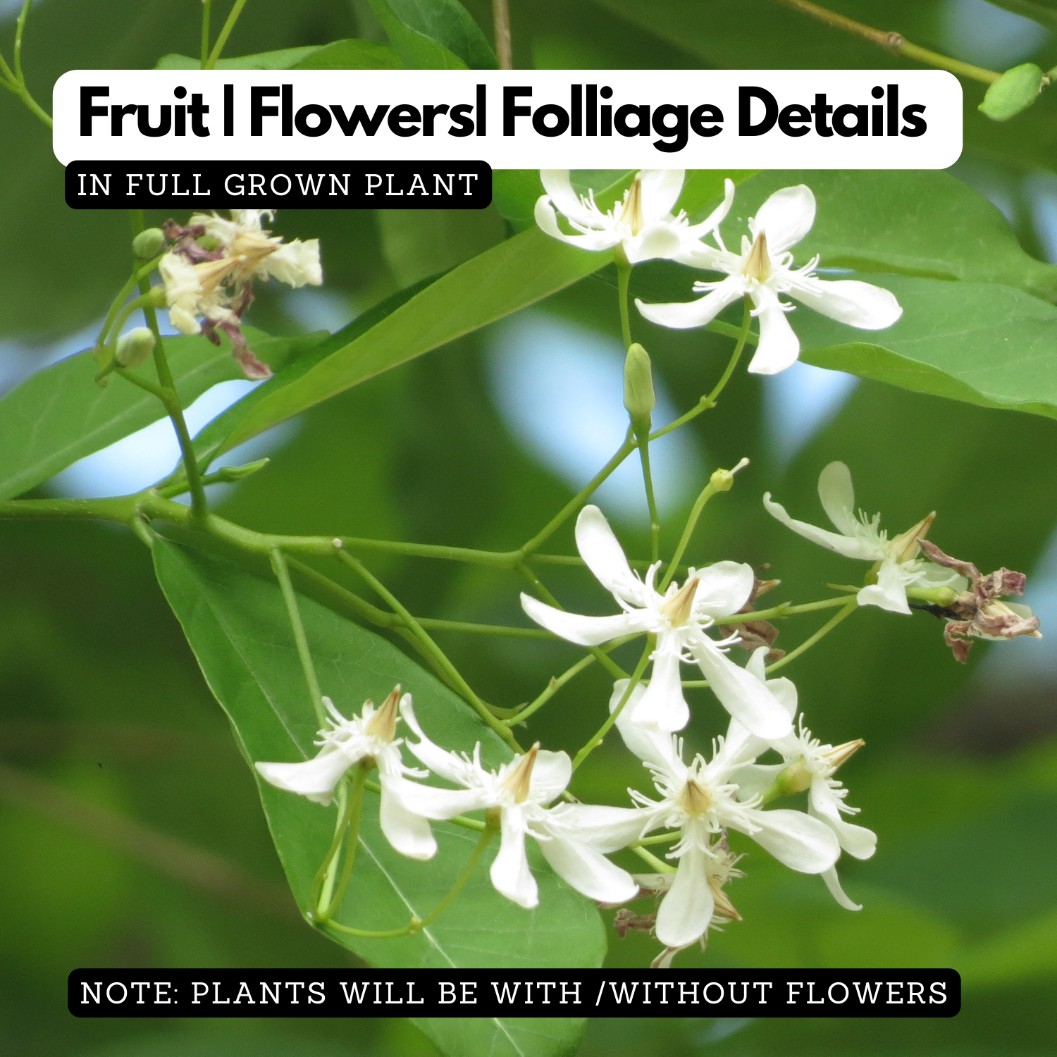 Birth Star : Vishaka|Visakham (Plant: Danthapala-Feronia Elephantum|Feronia Limonia|Mesua Ferrea|Limonia Acidissima) (H&G)