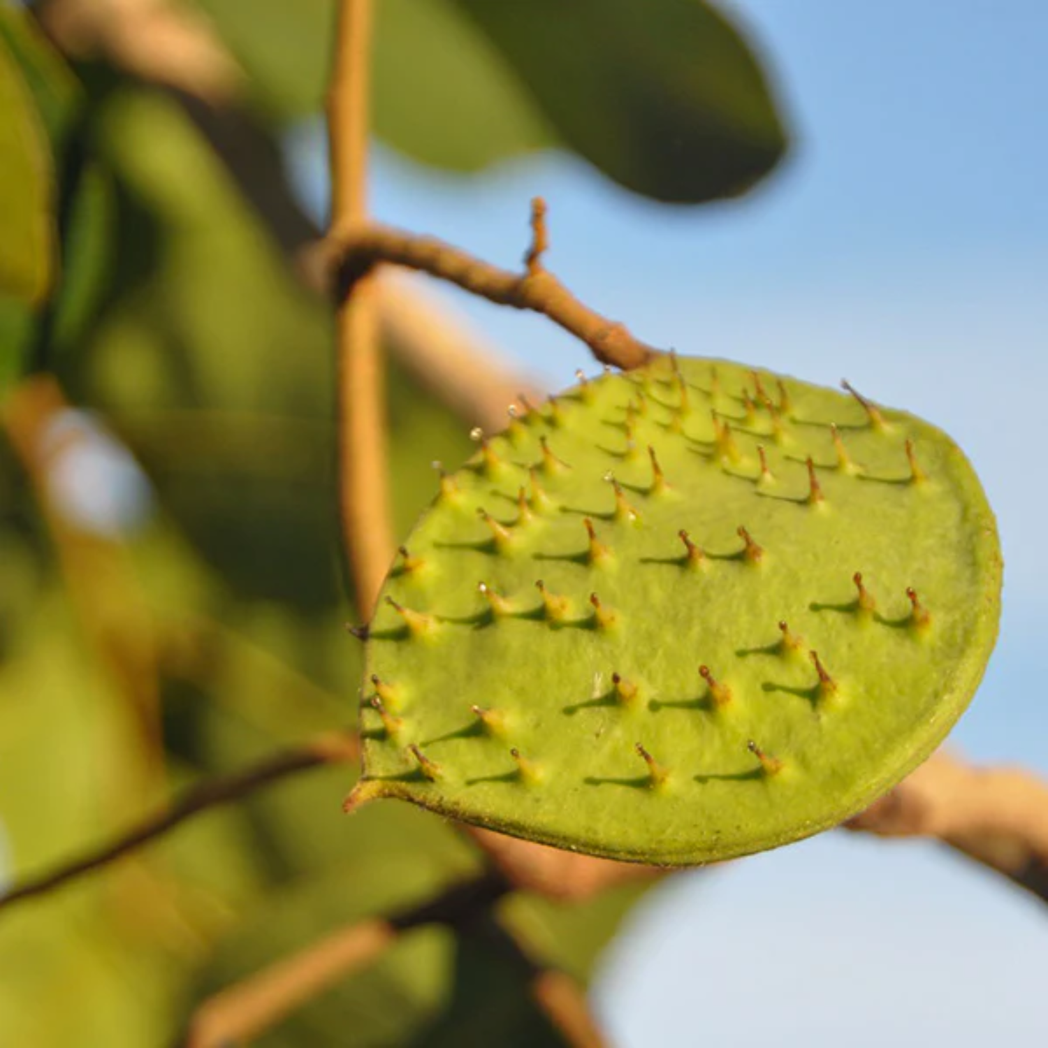Kor Koh Fruit (Sindora Siamensis) Seedling Fruit Plant (Home & Garden Plants)