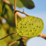 Kor Koh Fruit (Sindora Siamensis) Seedling Fruit Plant (Home & Garden Plants)
