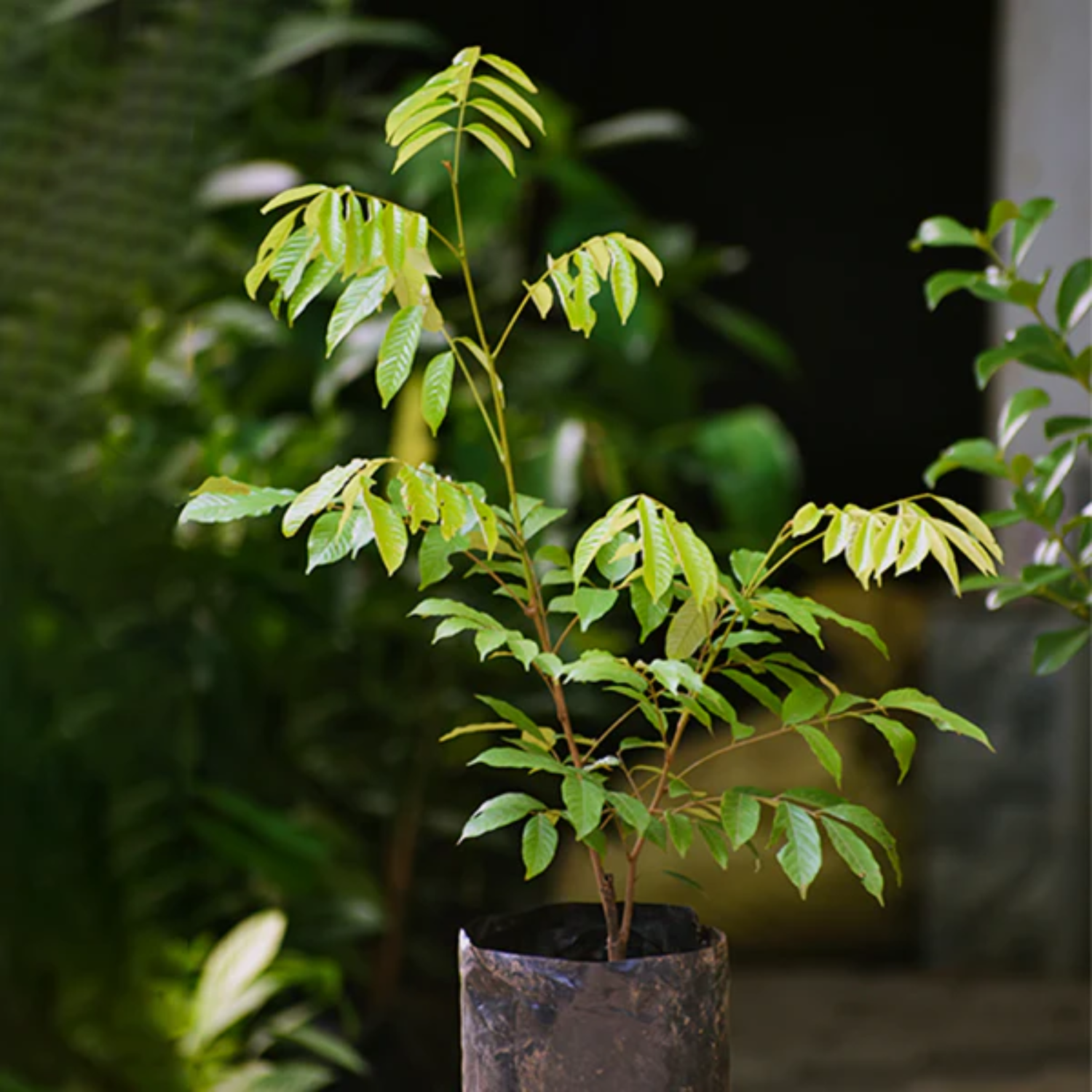 Alupag fruit (Dimocarpus Didyma) Grafted Fruit Plant (Home & Garden Plants)
