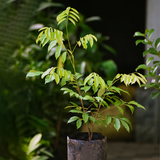 Alupag fruit (Dimocarpus Didyma) Grafted Fruit Plant (Home & Garden Plants)