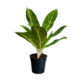 Aglaonema Butterfly (Aglaonema commutatum) Live Plant (Home & Garden)