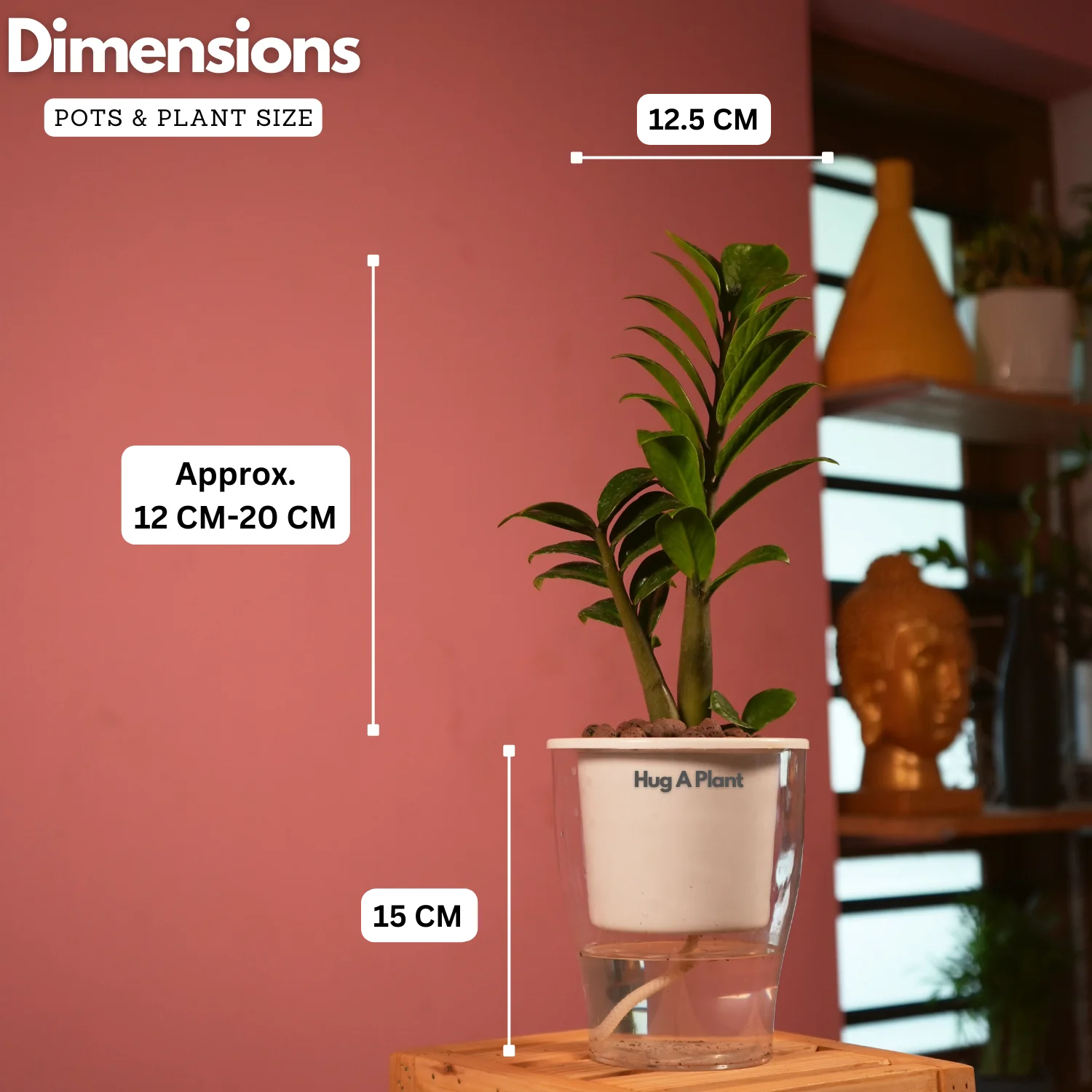 Zamioculcas zamiifolia ƒ??Zenziƒ?? Dwarf ZZ Plant- Live Plant (With 5 Inch Self-Watering Pot & Plant)