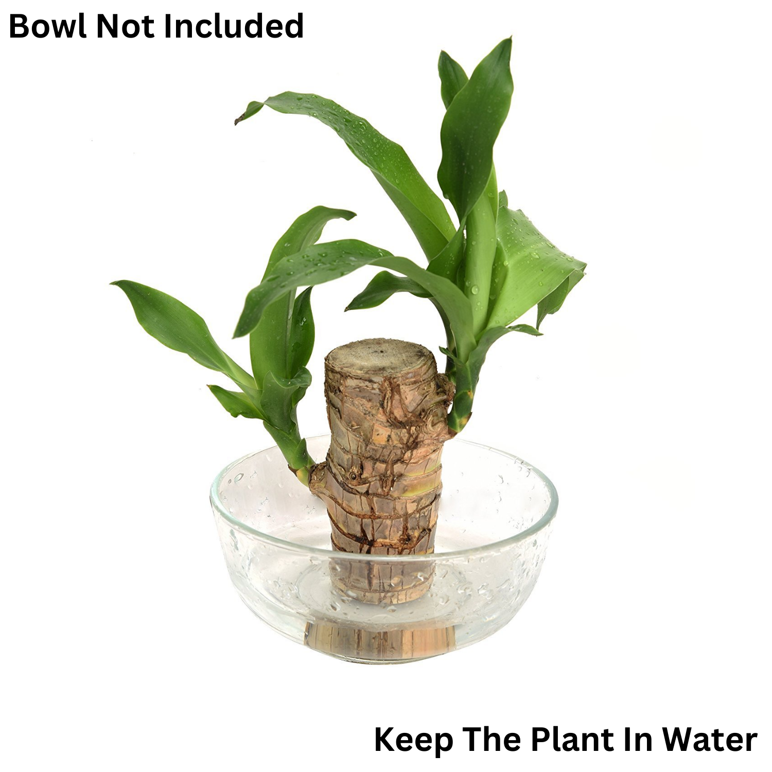 Dracaena Warnecki / Brazilian Lucky Wood Rooted Plant Stem - Live Plant (Home & Garden)