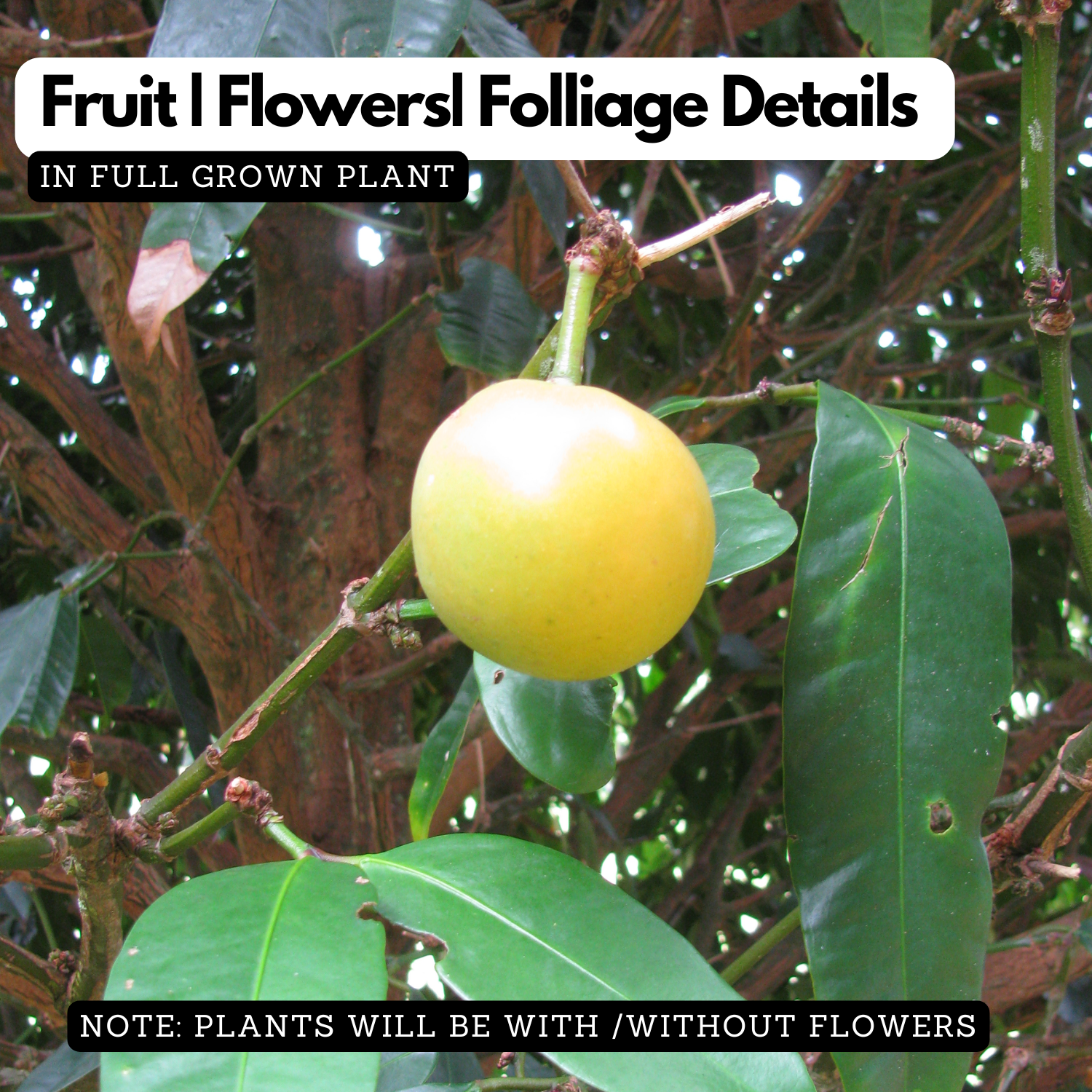 Yellow Mangosteen (Garcinia xanthochymus) Live Fruit Plant (Home & Garden)