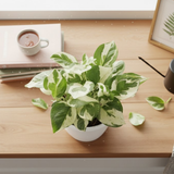 Scindapsus N’ Joy Pothos (Epipremnum aureum ‘N’Joy’) In 4 Inch Pot | Indoor Air-Purifying Variegated Money Plant | Ideal for Home & Office Décor