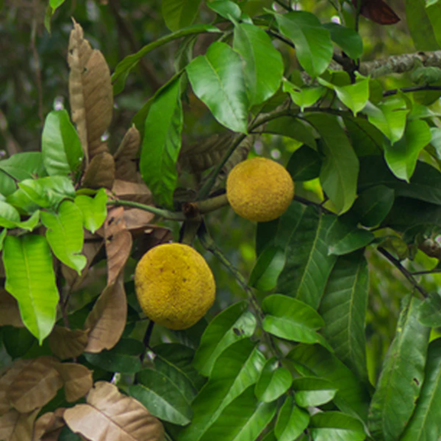 Mentawa Fruit (Artocarpus Anisophyllus) Grafted Fruit Plant (Home & Garden Plants)