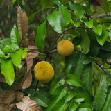 Mentawa Fruit (Artocarpus Anisophyllus) Grafted Fruit Plant (Home & Garden Plants)