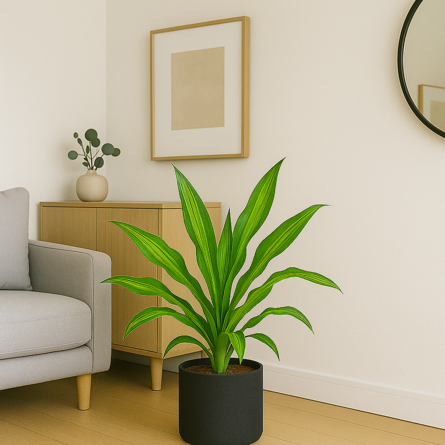 Dracaena Dara SinghLive Plant (Home & Garden)