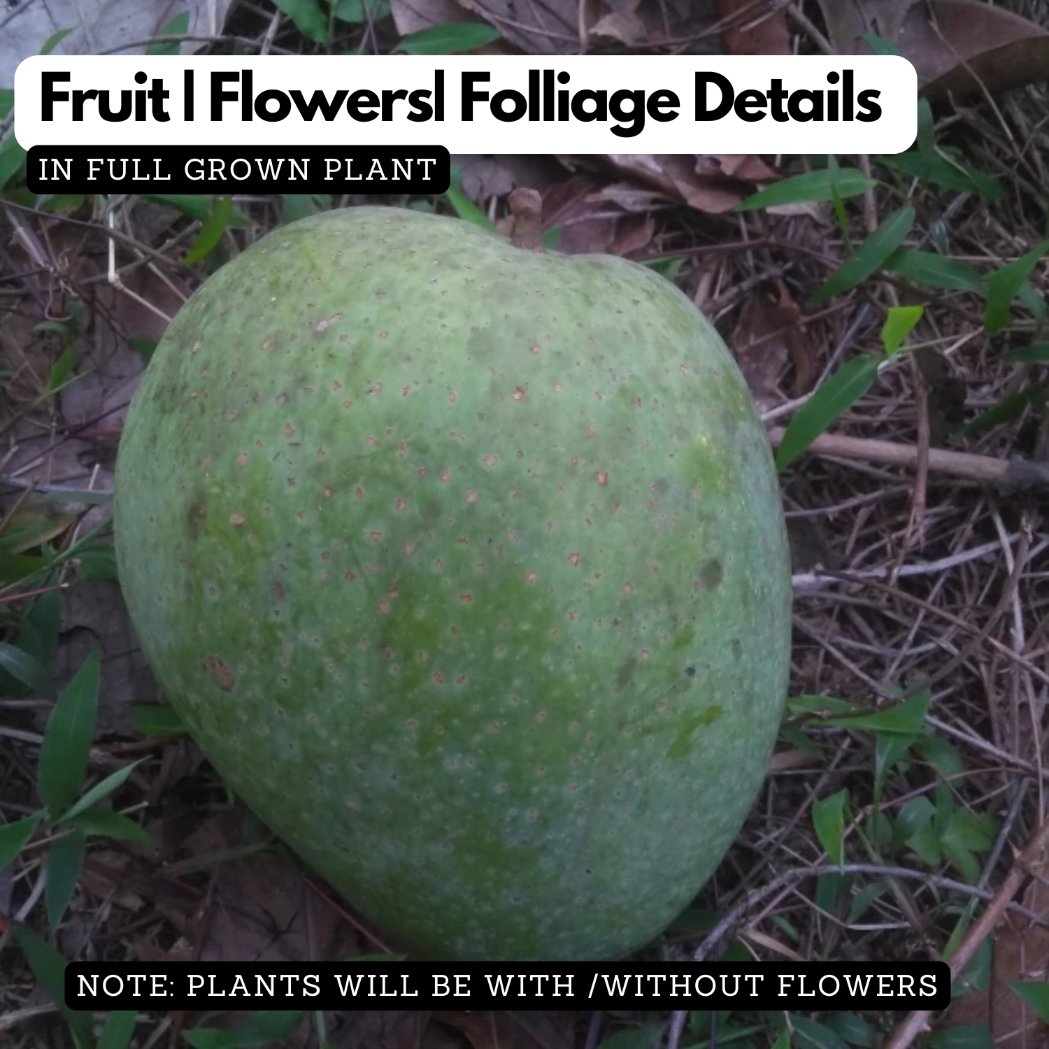 Neelisha Mango (Mangifera indica) Live Plant | Grafted Mango Fruit Tree | Tropical Fruit Live Plant (Home & Garden)