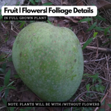 Neelisha Mango (Mangifera indica) Live Plant | Grafted Mango Fruit Tree | Tropical Fruit Live Plant (Home & Garden)