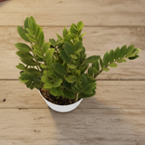 Green ZZ Plant (Zamioculcas zamiifolia) in Krish 18cm (7 Inch) Self-watering Pot | Indoor Air-Purifying | Low-Maintenance | Ideal for Home & Office Décor (Pot colour may vary on availability)