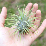 Air Plant | Tillandsia ionantha Guatemala (Big) - Live Plant (Home & Garden)