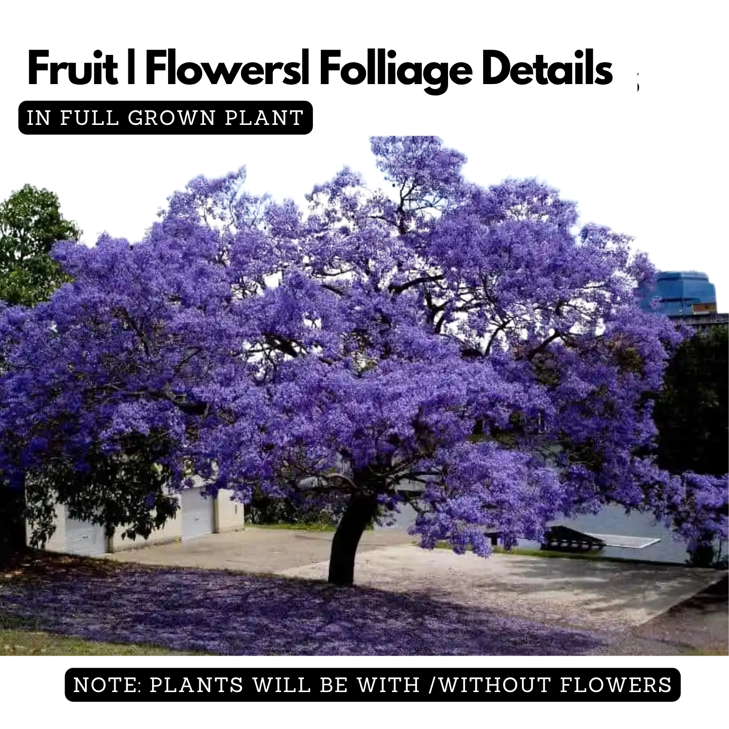 Neel Mohar, Jacaranda Mimosifolia Live Plant (Home & Garden)