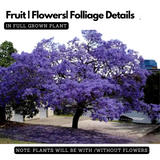 Neel Mohar, Jacaranda Mimosifolia Live Plant (Home & Garden)