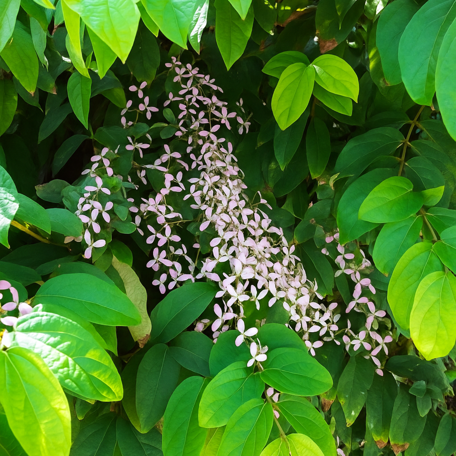 Congea Tomentosa Live Plant (Home & Garden)