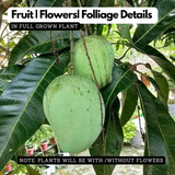 Priyoor Mango  (Grafted) (Mangifera indica) Fruit Live Plant (Home & Garden)