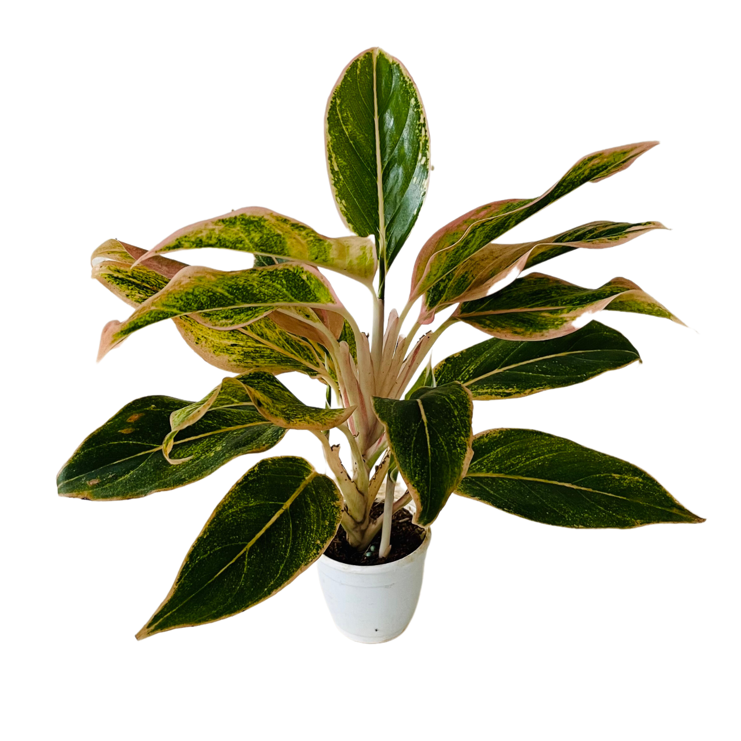 Aglaonema Pink Aurora - Live Plant in Small Pot